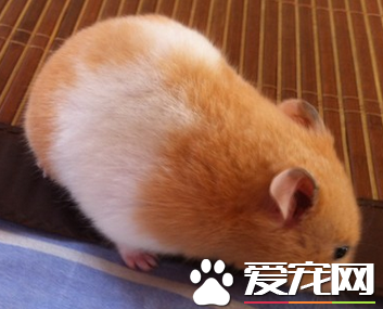 金絲熊是倉鼠麼 金絲熊是倉鼠的一種