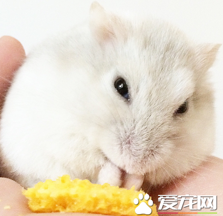 奶茶倉鼠不會沙浴怎麼辦 將浴沙撒在後背上