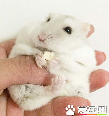 奶茶倉鼠不會沙浴怎麼辦 將浴沙撒在後背上