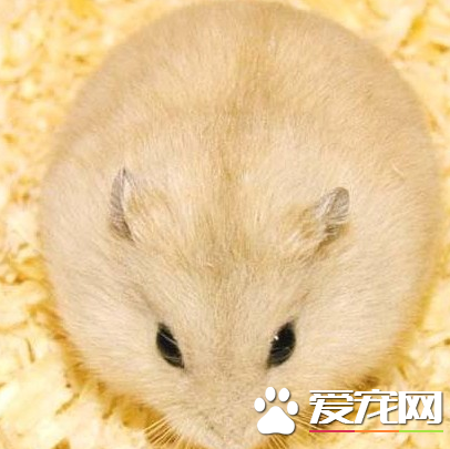 布丁倉鼠咬人嗎 如何讓倉鼠乖乖不咬人