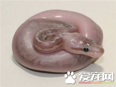 球蟒吃什麼 主要食物是小型嚙齒類動物