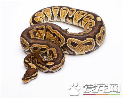 球蟒吃什麼 主要食物是小型嚙齒類動物