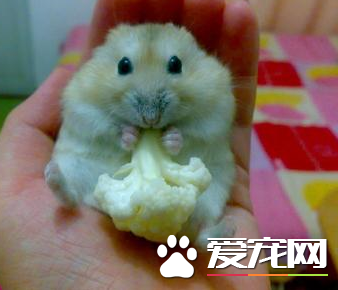 布丁倉鼠喜歡吃什麼 布丁倉鼠可食性食物