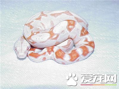 球蟒吃什麼 主要食物是小型嚙齒類動物