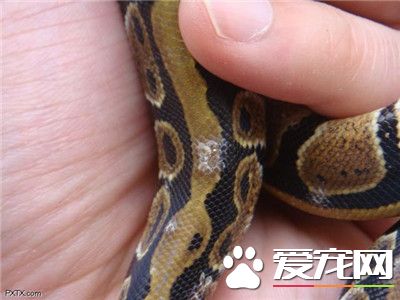 球蟒哪裡有賣 球蟒一般寵物店都有賣的