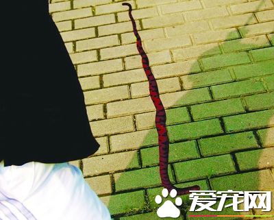 赤練蛇咬人嗎 赤練蛇是會咬人的