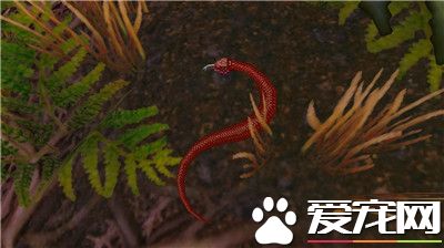 赤練蛇咬人嗎 赤練蛇是會咬人的