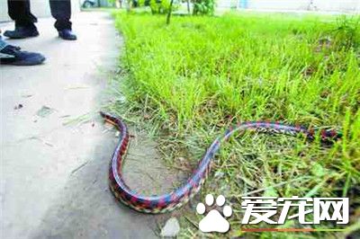 赤練蛇可以當寵物嗎 赤練蛇可以當寵物養