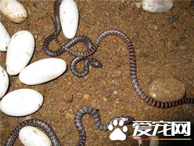 赤練蛇可以當寵物嗎 赤練蛇可以當寵物養