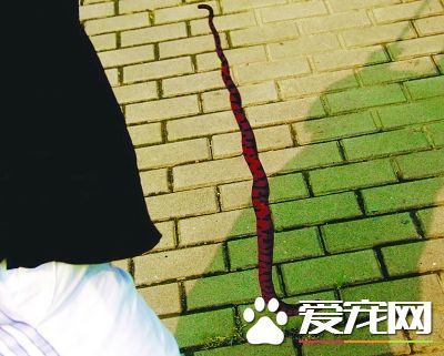 赤練蛇吃什麼 赤練蛇該怎麼飼養比較好呢