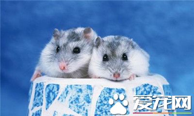 三線倉鼠能合籠嗎  倉鼠是獨居動物請勿合籠
