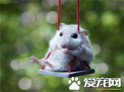 三線倉鼠能合籠嗎  倉鼠是獨居動物請勿合籠