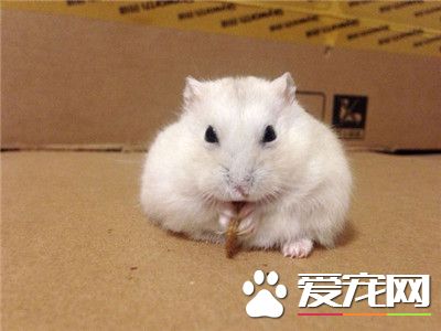三線倉鼠能合籠嗎  倉鼠是獨居動物請勿合籠
