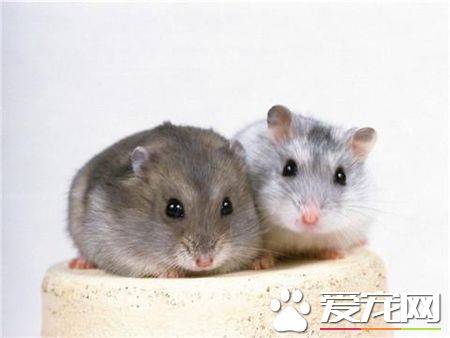 三線倉鼠咬人嗎 三線倉鼠一般是不會咬人的