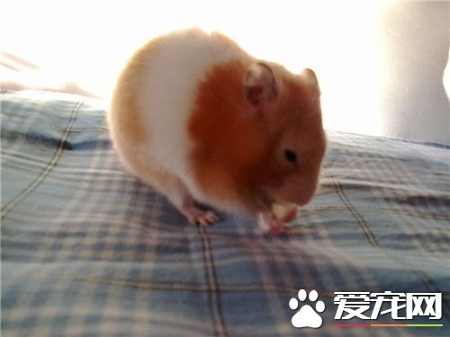 金絲熊怎麼樣 金絲熊的體形也是最大的