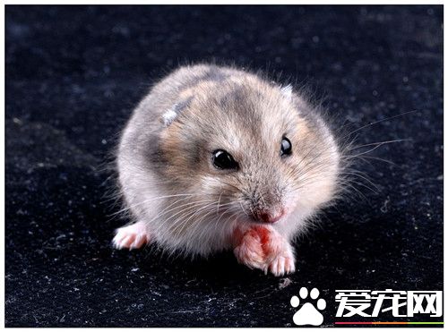 金絲熊喜歡吃什麼 以各種雜草種子和糧食為主