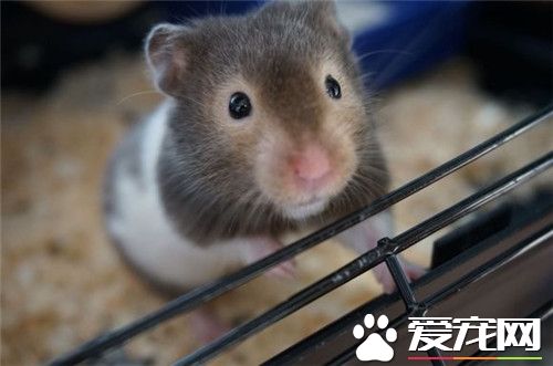 金絲熊生活習慣 金絲熊剛睡醒時耳朵會下垂