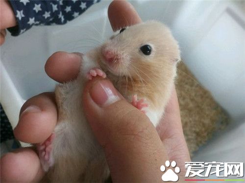 金絲熊怎麼過冬 要放在室內暖和的地方