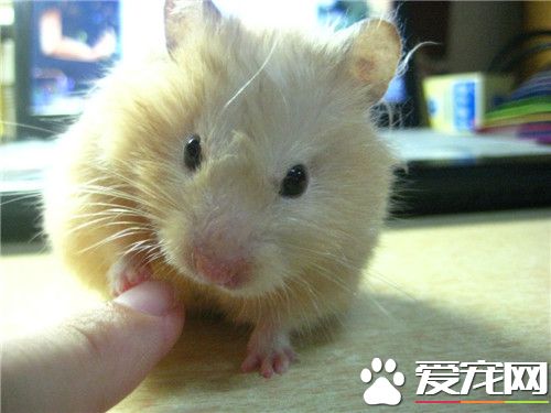 金絲熊一天喂幾次 三天五天喂一次就可以