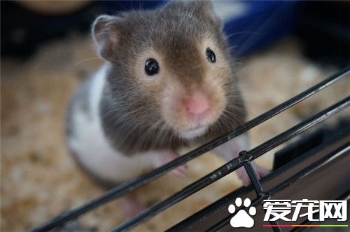 金絲熊一天喂幾次 三天五天喂一次就可以