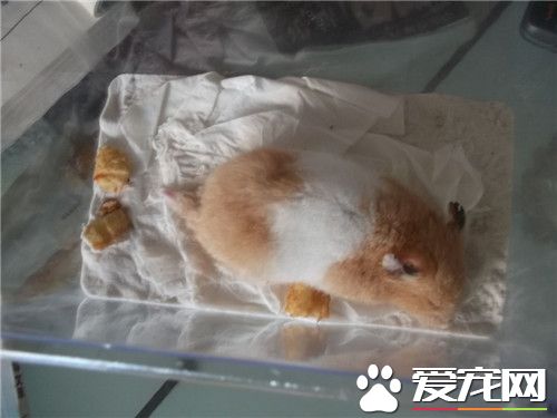 金絲熊喝水嗎 金絲熊還是很需要喝水的