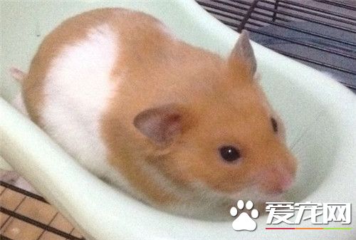 金絲熊怕冷嗎 金絲熊冬天是特別怕冷的