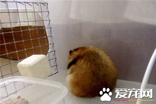 金絲熊便秘 建議喂三分之一的媽咪愛兌水