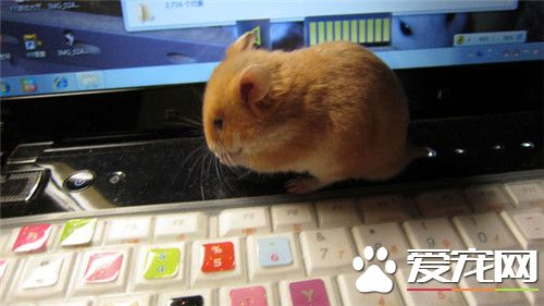 金絲熊便秘 建議喂三分之一的媽咪愛兌水