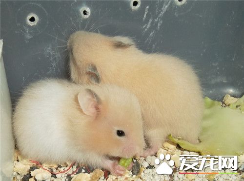金絲熊便秘 建議喂三分之一的媽咪愛兌水