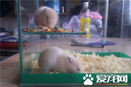 金絲熊吃什麼 金絲熊飼養所需基本物品
