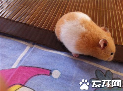 金絲熊吃什麼 金絲熊飼養所需基本物品