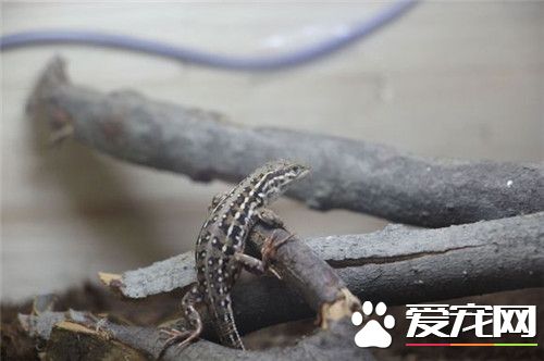 火冠蜥怎麼樣 火冠蜥是冠蜥屬中體型最大的一種