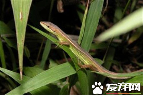 台灣草蜥怎麼樣 台灣草蜥是台灣的特有物種