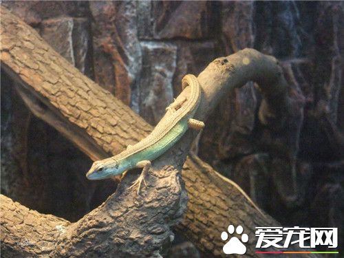 白條草蜥怎麼樣 白條草蜥善於攀草爬樹