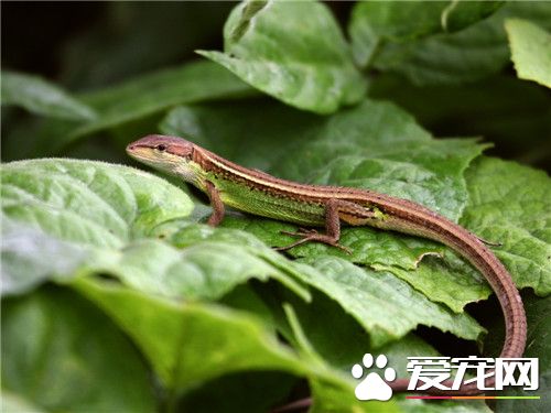 白條草蜥怎麼樣 白條草蜥善於攀草爬樹