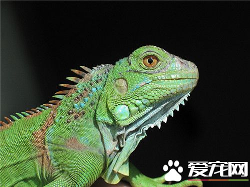 綠鬣蜥怎麼樣 綠鬣蜥屬於純素食性動物