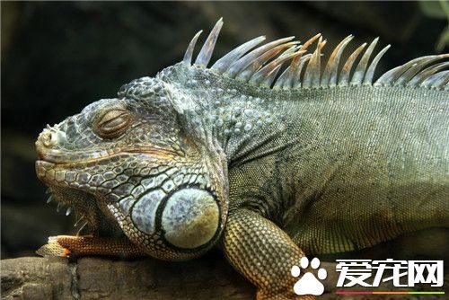 綠鬣蜥怎麼樣 綠鬣蜥屬於純素食性動物