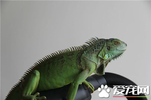 綠鬣蜥怎麼過冬 溫度在18到25度之間就可以