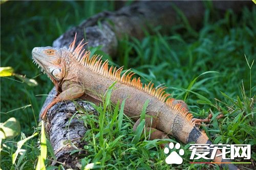綠鬣蜥怎麼樣 綠鬣蜥屬於純素食性動物