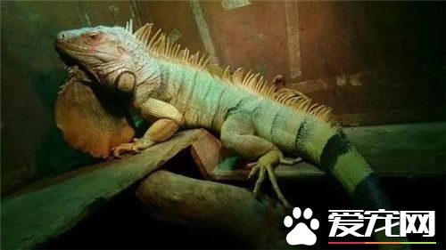 綠鬣蜥怎麼過冬 溫度在18到25度之間就可以