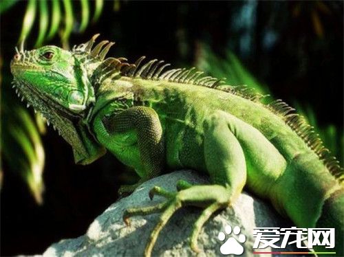 綠鬣蜥不拉屎 用溫水給他洗澡泡一泡