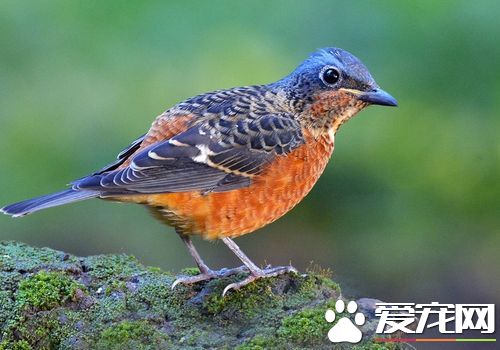 白喉矶鸫叫聲 白喉矶鸫叫聲非常悅耳動聽的