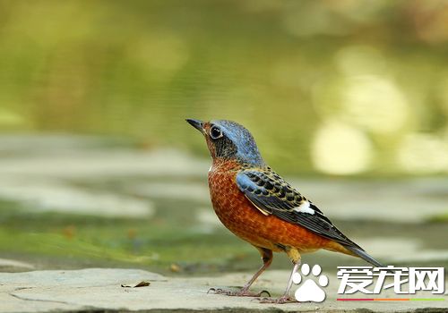 白喉矶鸫叫聲 白喉矶鸫叫聲非常悅耳動聽的