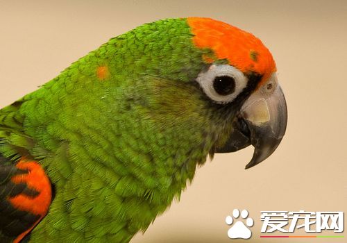 賈丁氏鹦鹉優缺點 賈丁氏鹦鹉適應過程較慢