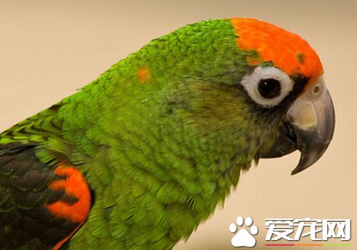 賈丁氏鹦鹉優缺點 賈丁氏鹦鹉適應過程較慢