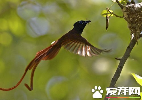 壽帶鳥的寓意 壽帶鳥的寓意和壽命有關系嗎