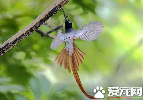 壽帶鳥的寓意 壽帶鳥的寓意和壽命有關系嗎