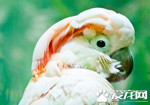 摩鹿加鳳頭鹦鹉成熟幾年 4到5歲時可達性成熟