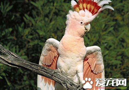 摩鹿加鳳頭鹦鹉會說話麼 摩鹿加鳳頭鹦鹉能說話