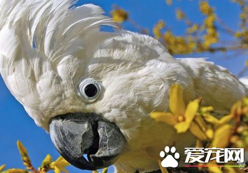 摩鹿加鳳頭鹦鹉雄性雌性差異 雄性鳥的虹膜為黑褐色
